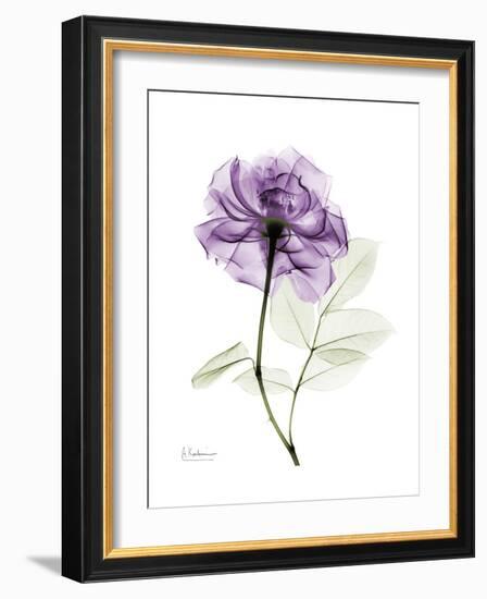 Purple Rose Portrait-Albert Koetsier-Framed Premium Giclee Print