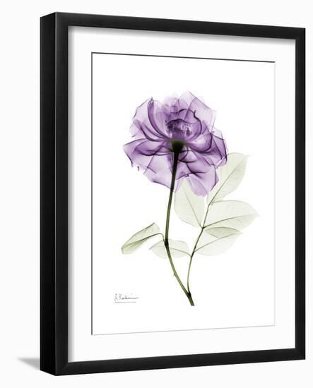 Purple Rose Portrait-Albert Koetsier-Framed Art Print