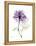 Purple Rose Portrait-Albert Koetsier-Framed Stretched Canvas