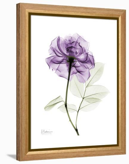 Purple Rose Portrait-Albert Koetsier-Framed Stretched Canvas