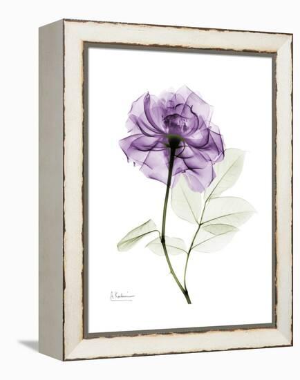 Purple Rose Portrait-Albert Koetsier-Framed Stretched Canvas