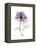 Purple Rose Portrait-Albert Koetsier-Framed Stretched Canvas