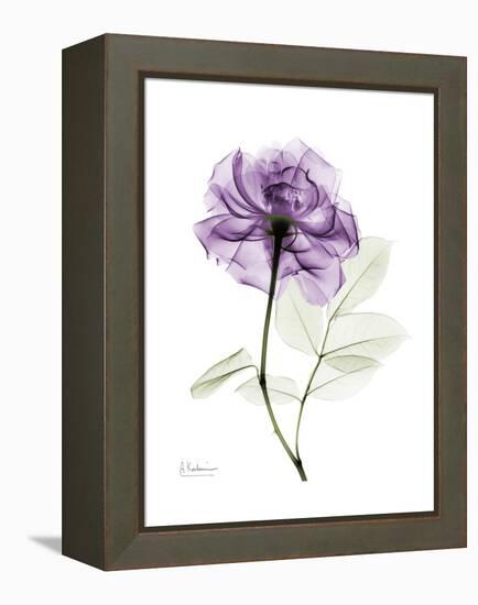 Purple Rose Portrait-Albert Koetsier-Framed Stretched Canvas