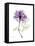 Purple Rose Portrait-Albert Koetsier-Framed Stretched Canvas