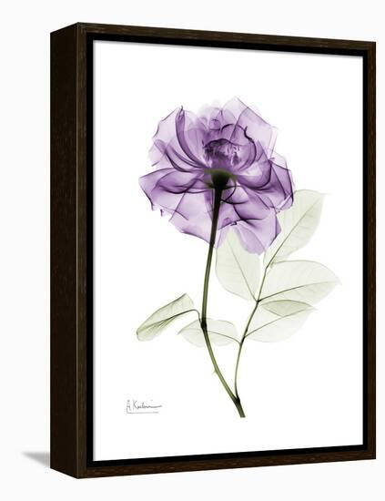 Purple Rose Portrait-Albert Koetsier-Framed Stretched Canvas