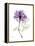 Purple Rose Portrait-Albert Koetsier-Framed Stretched Canvas