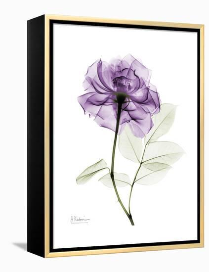 Purple Rose Portrait-Albert Koetsier-Framed Stretched Canvas