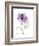 Purple Rose Portrait-Albert Koetsier-Framed Art Print