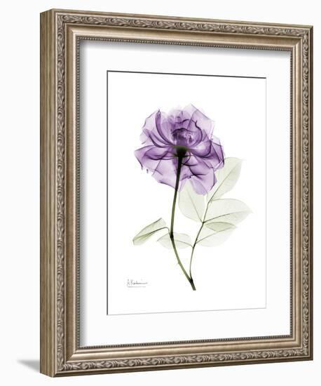 Purple Rose Portrait-Albert Koetsier-Framed Art Print