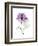 Purple Rose Portrait-Albert Koetsier-Framed Art Print