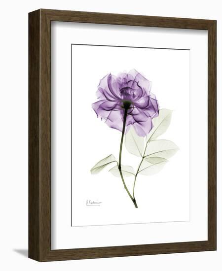 Purple Rose Portrait-Albert Koetsier-Framed Art Print