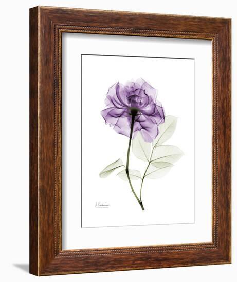 Purple Rose Portrait-Albert Koetsier-Framed Art Print