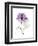 Purple Rose Portrait-Albert Koetsier-Framed Art Print