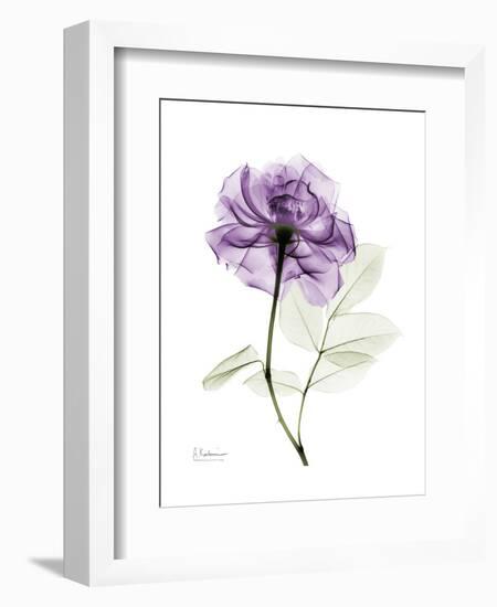 Purple Rose Portrait-Albert Koetsier-Framed Art Print