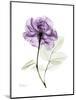 Purple Rose Portrait-Albert Koetsier-Mounted Art Print