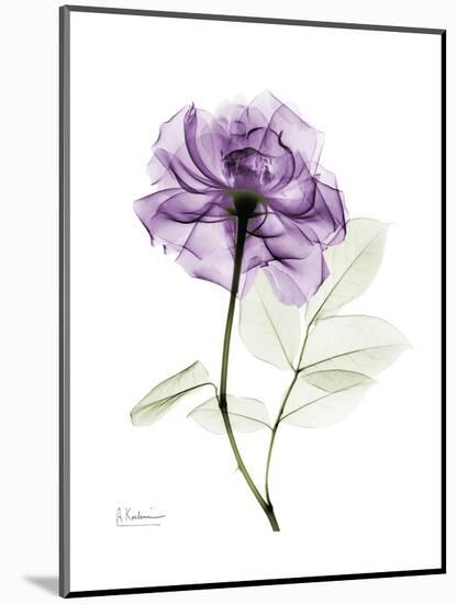 Purple Rose Portrait-Albert Koetsier-Mounted Art Print