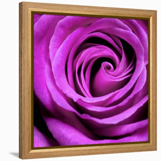 Purple Rose-null-Framed Premier Image Canvas