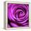 Purple Rose-null-Framed Premier Image Canvas