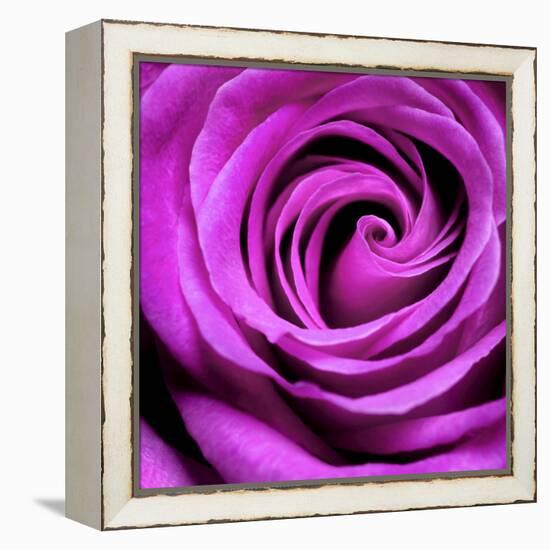 Purple Rose-null-Framed Premier Image Canvas