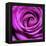 Purple Rose-null-Framed Premier Image Canvas