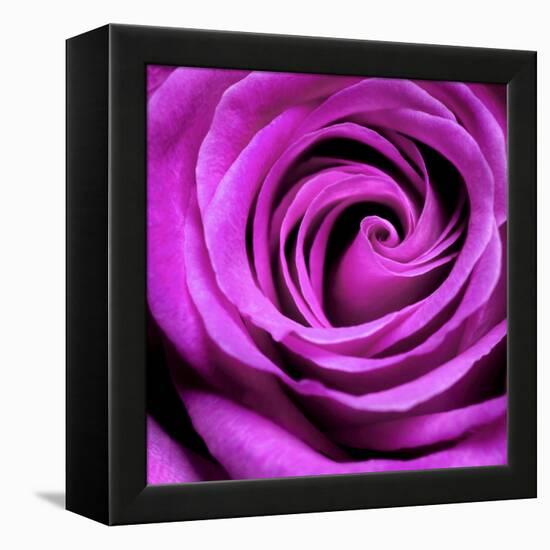 Purple Rose-null-Framed Premier Image Canvas