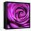 Purple Rose-null-Framed Premier Image Canvas