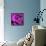 Purple Rose-null-Framed Premier Image Canvas displayed on a wall