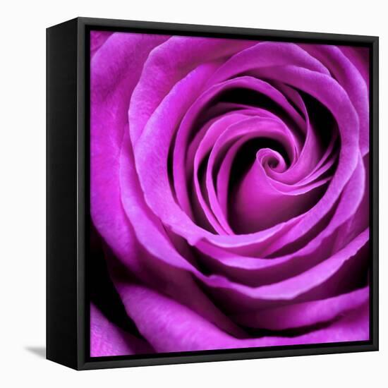 Purple Rose-null-Framed Premier Image Canvas