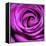 Purple Rose-null-Framed Premier Image Canvas