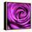Purple Rose-null-Framed Premier Image Canvas