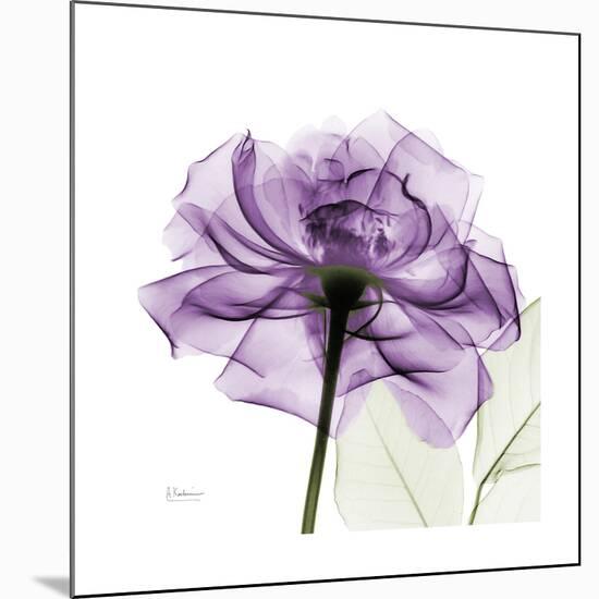 Purple Rose-Albert Koetsier-Mounted Art Print