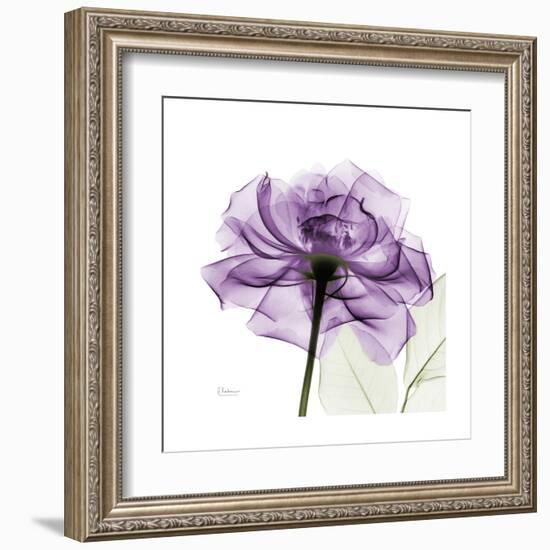 Purple Rose-Albert Koetsier-Framed Art Print