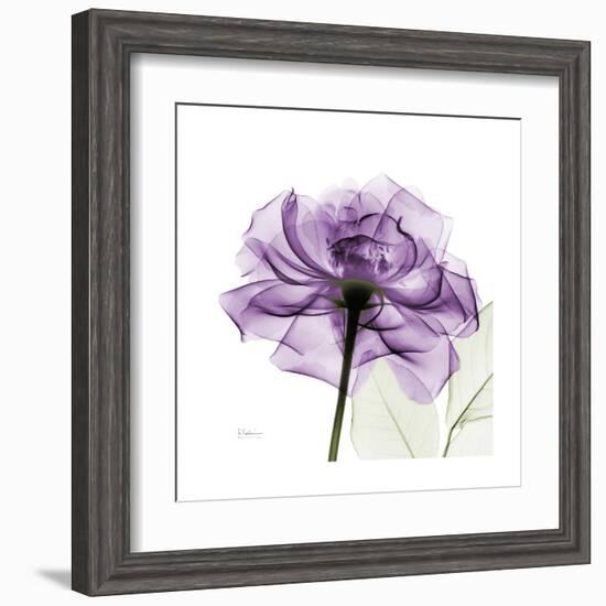 Purple Rose-Albert Koetsier-Framed Art Print