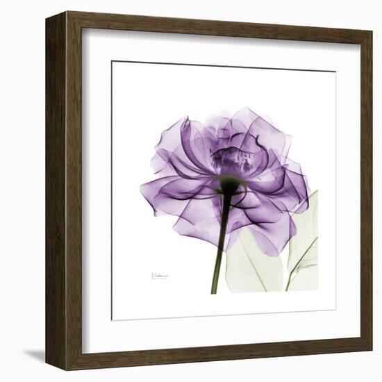 Purple Rose-Albert Koetsier-Framed Art Print