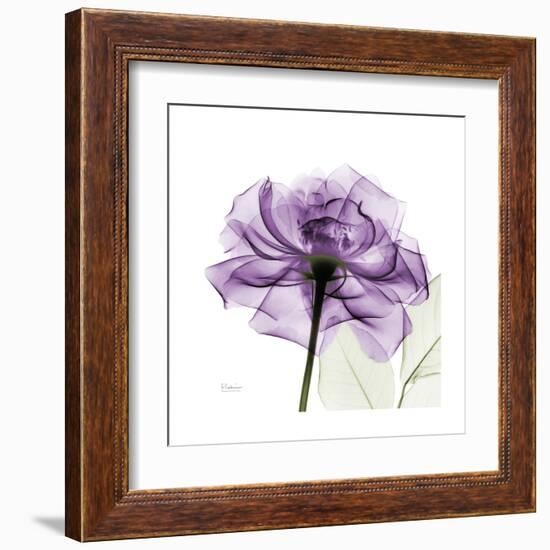 Purple Rose-Albert Koetsier-Framed Art Print