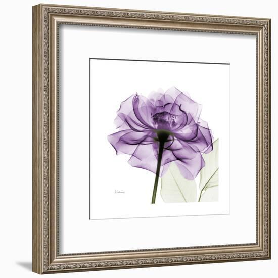 Purple Rose-Albert Koetsier-Framed Art Print