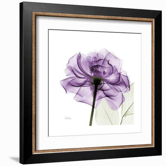 Purple Rose-Albert Koetsier-Framed Art Print