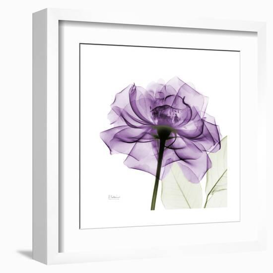 Purple Rose-Albert Koetsier-Framed Art Print