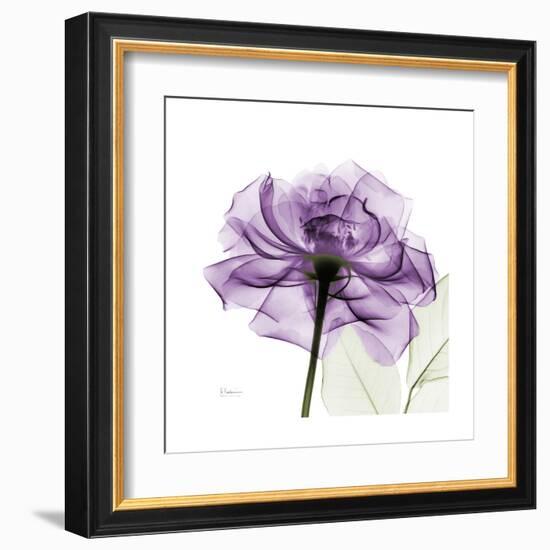 Purple Rose-Albert Koetsier-Framed Art Print