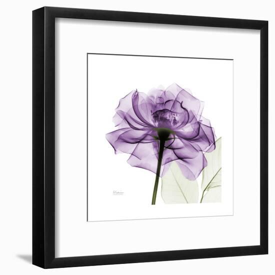 Purple Rose-Albert Koetsier-Framed Art Print