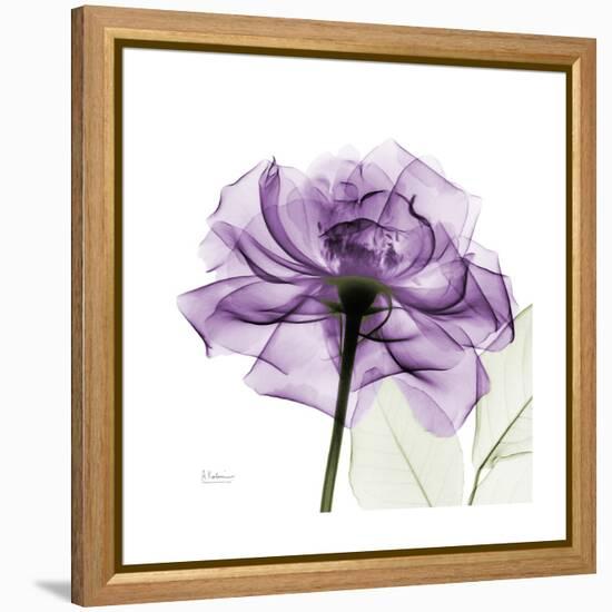 Purple Rose-Albert Koetsier-Framed Stretched Canvas