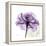 Purple Rose-Albert Koetsier-Framed Stretched Canvas