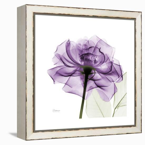 Purple Rose-Albert Koetsier-Framed Stretched Canvas