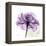 Purple Rose-Albert Koetsier-Framed Stretched Canvas