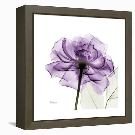 Purple Rose-Albert Koetsier-Framed Stretched Canvas