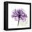 Purple Rose-Albert Koetsier-Framed Stretched Canvas