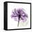 Purple Rose-Albert Koetsier-Framed Stretched Canvas