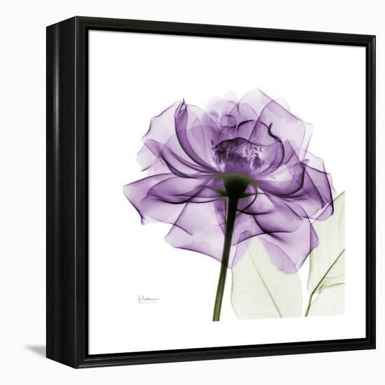 Purple Rose-Albert Koetsier-Framed Stretched Canvas