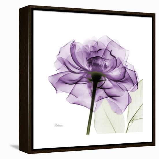 Purple Rose-Albert Koetsier-Framed Stretched Canvas