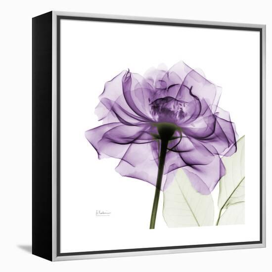 Purple Rose-Albert Koetsier-Framed Stretched Canvas